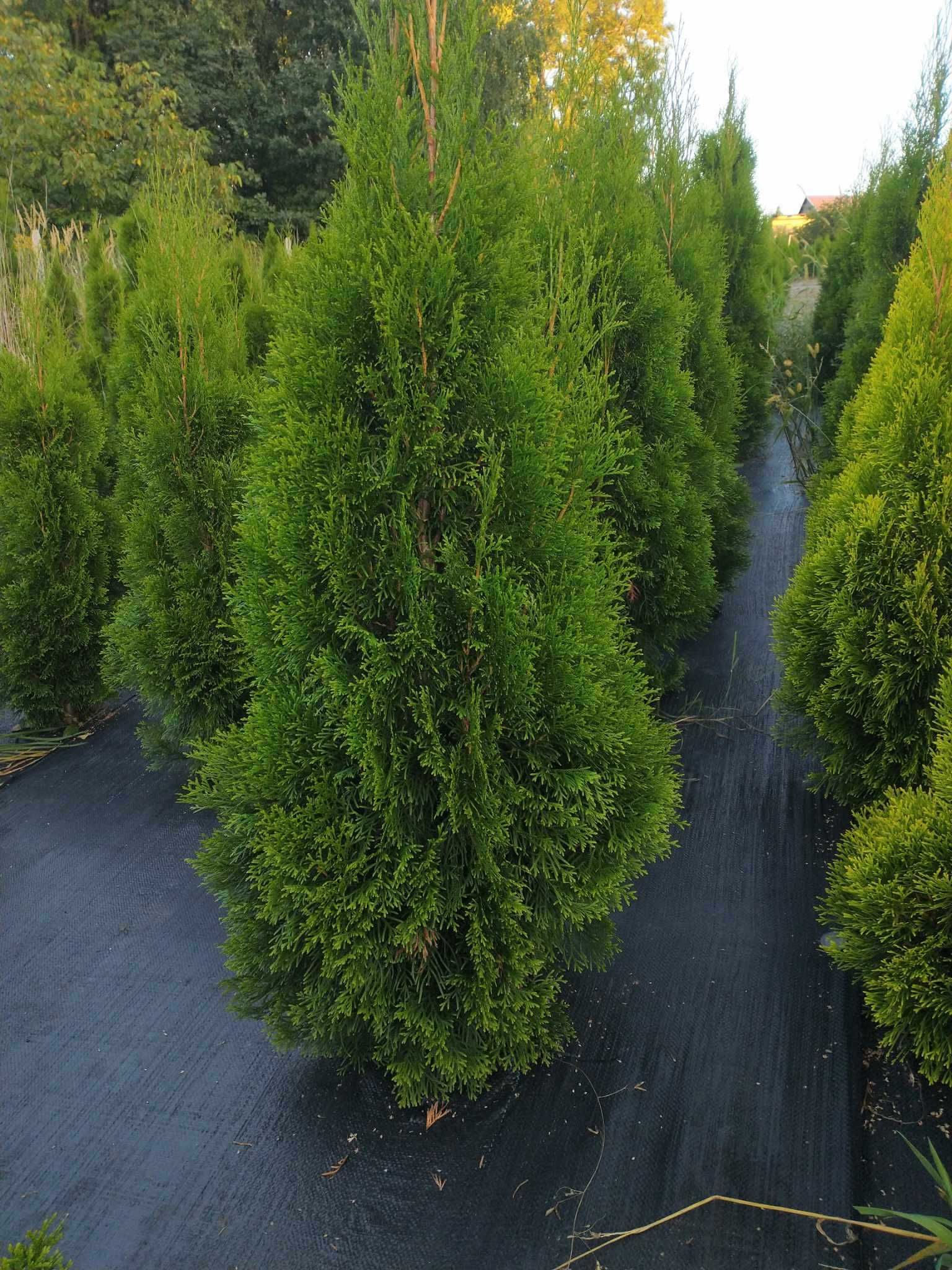 Tuja szmaragd kopane z gruntu 16 zł