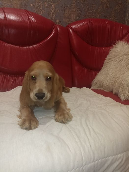 Цуценята англійських кокер спаніелів