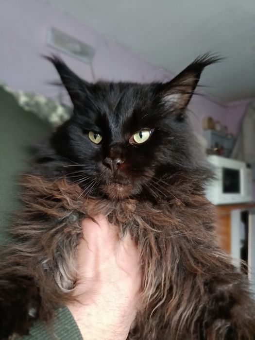 Мэйн-кун     в'язка