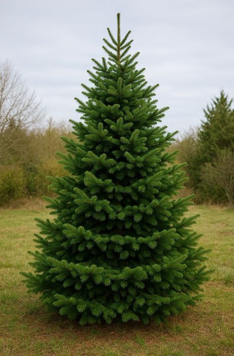 Żywe choinki z dostawą do domu gratis jodły i świerki