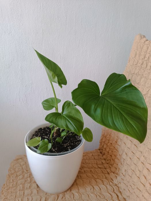 Кала біла квітка