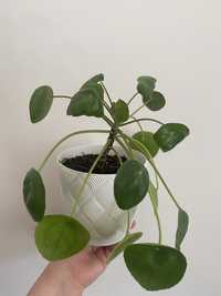 Pilea peperomioides pieniążek