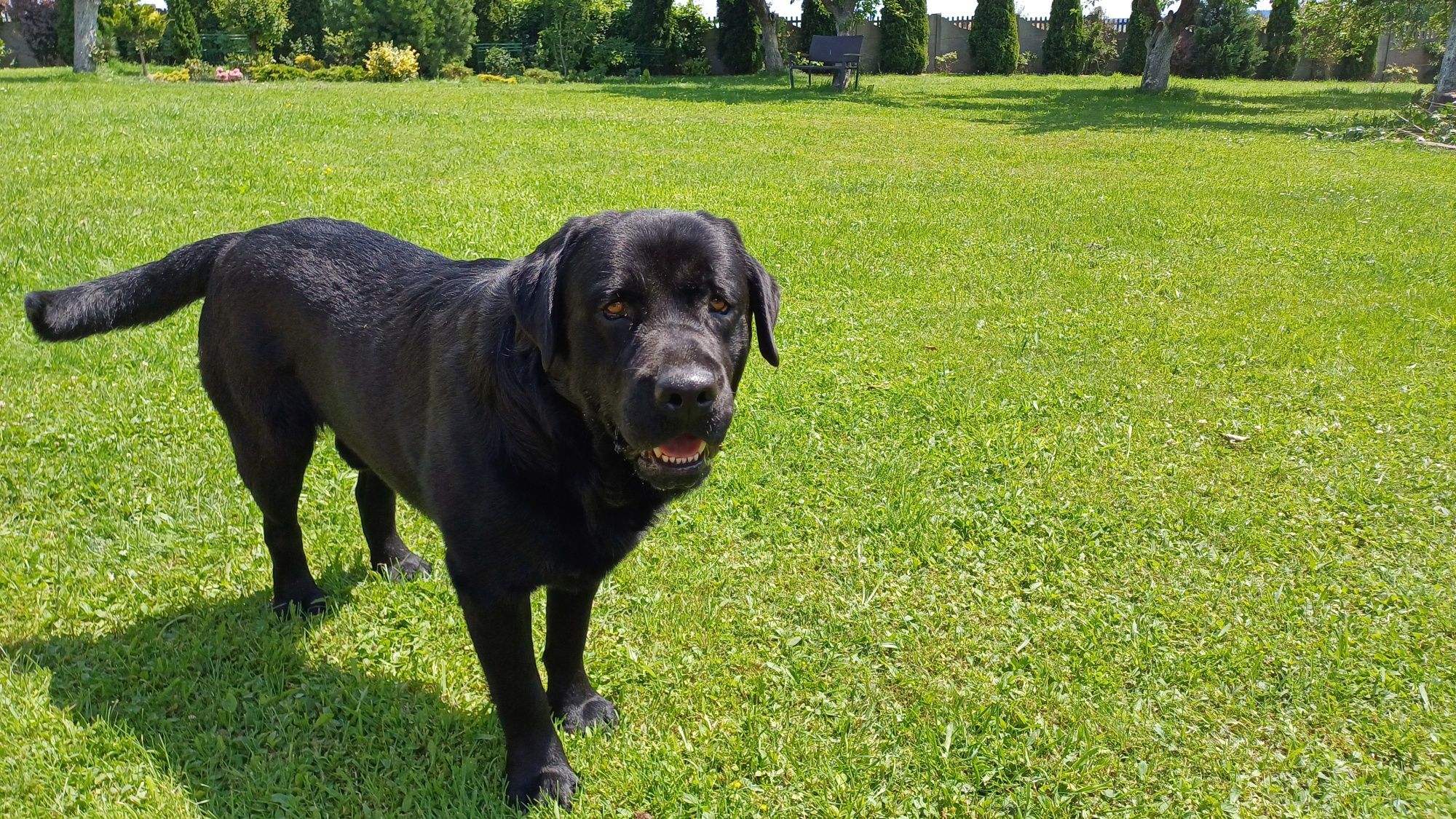 Labrador Retriever suczka