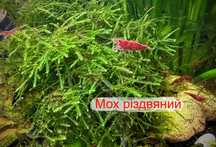 Рослини, креветки неокардини з мого акваріума