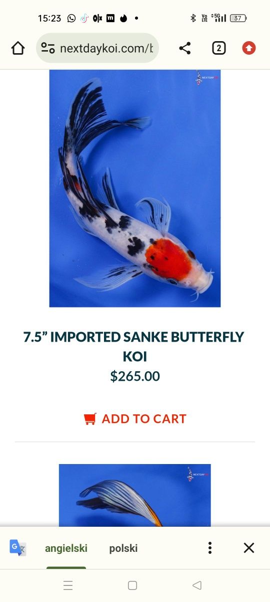 Karp koi Long Fin Butterfly RF  sklep zoologiczny Pirania Olsztyn wysy