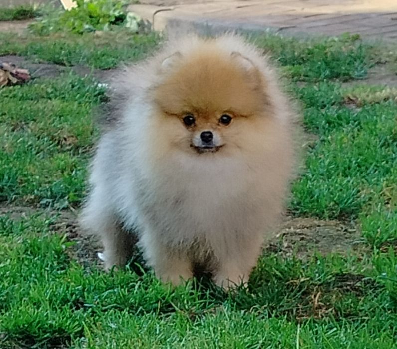 Pomeranian/szpic miniaturowy