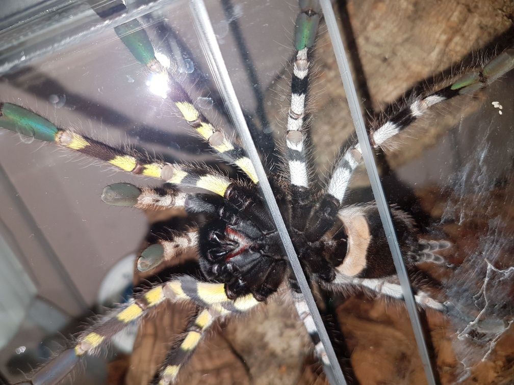 Poecilotheria regalis/Ptasznik królewski. Dorosła duża samica.