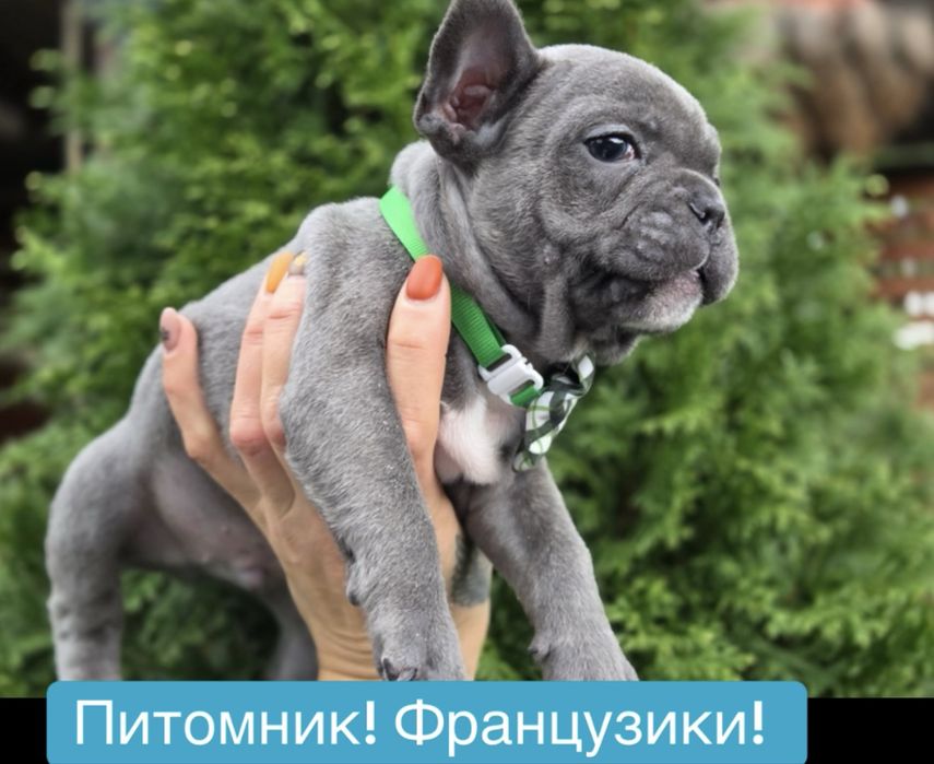 Питомник! Мини франузики голубого окраса