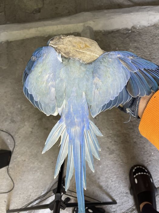 Ringneck Esmeralda * VENDA URGENTE*