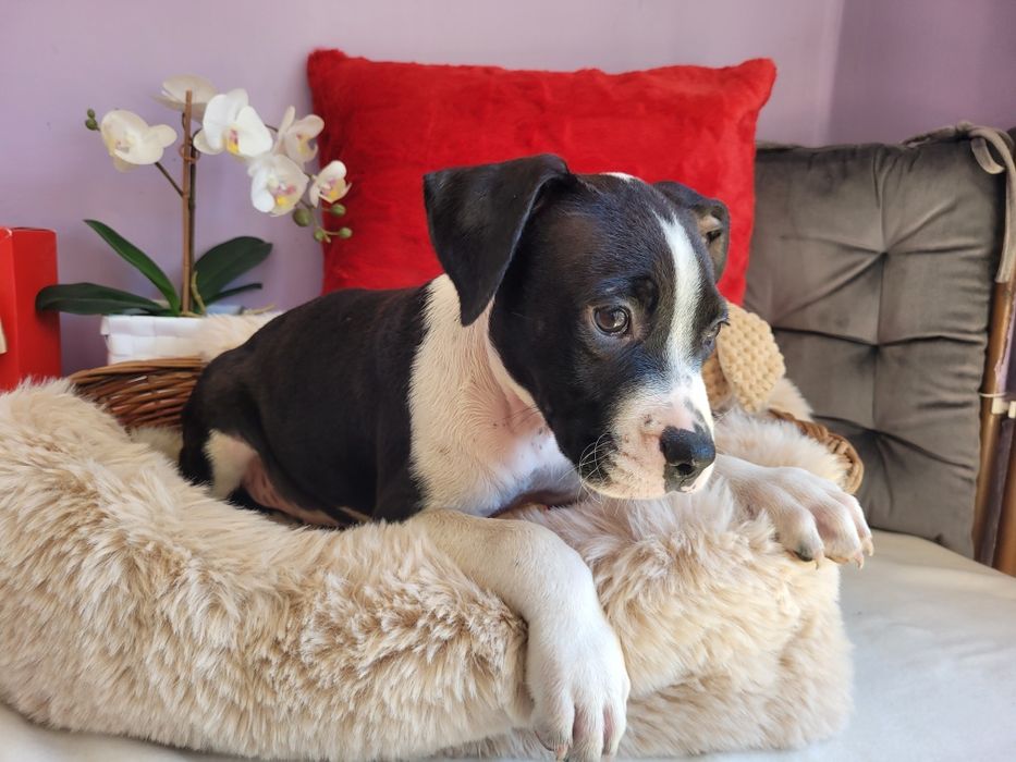 Cudowny chłopiec amstaff!