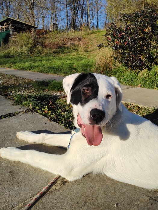 Duży szczeniak do adopcji