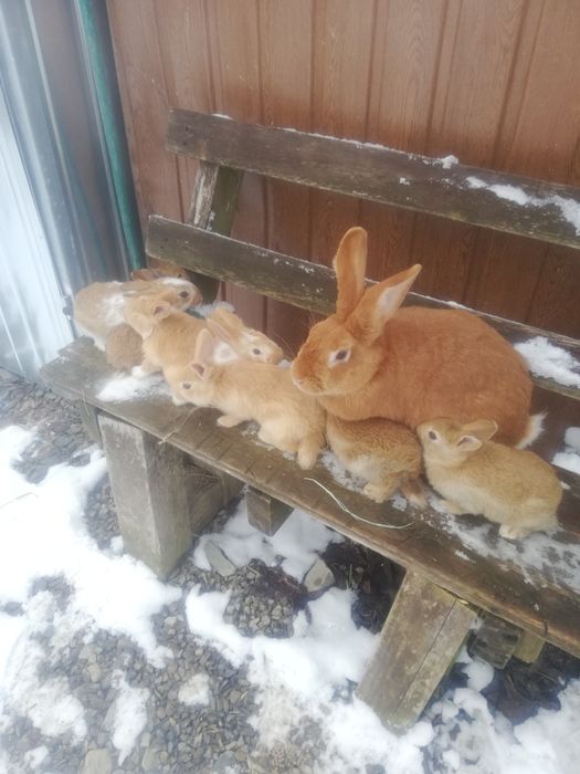 Sprzedam samiczke NC z 7 młodymi i