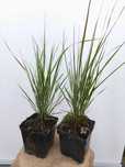 Trzcinnik ostrokwiatowy 'Overdam' Calamagrostis acutiflora C2