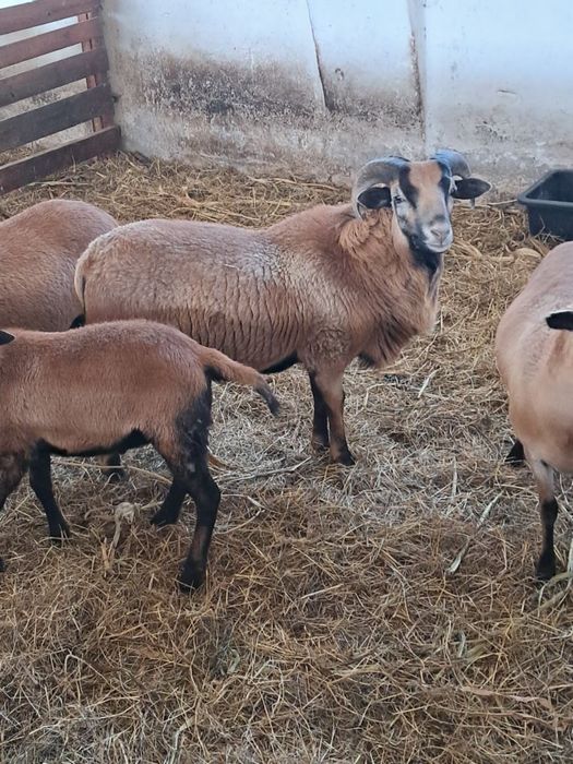 Owce kameruńskie zakocone