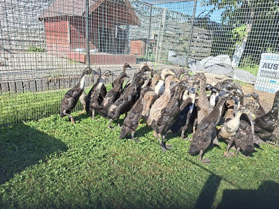 Kaczki  biegusy indyjskie