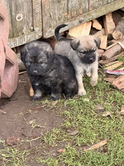 Kundelki szczeniaki szukają domku