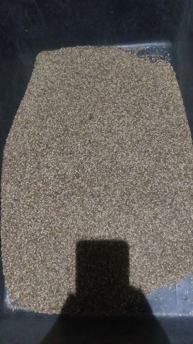 Nasiona modrzewia(larix decidua)