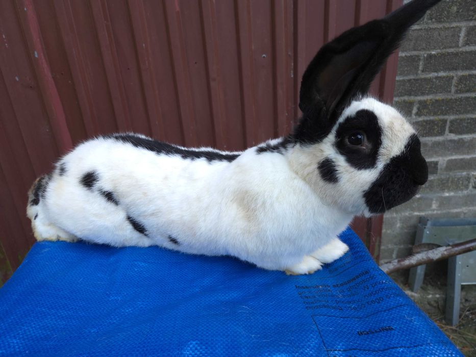 Olbrzym Srokacz Czarny Rodowod