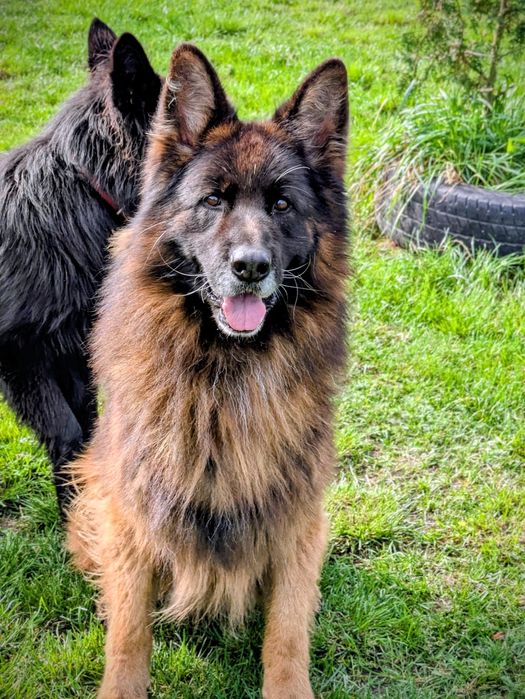 Owczarek niemiecki długowłosy