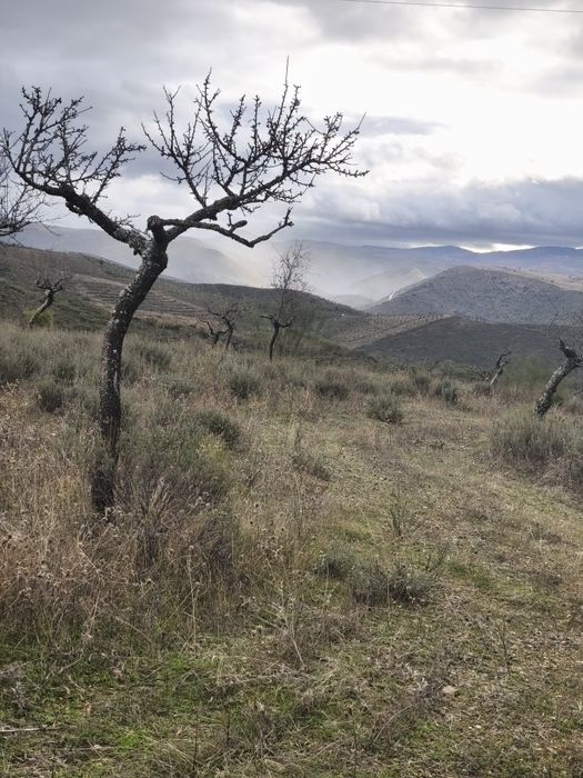 Terreno rústico em sequeiros