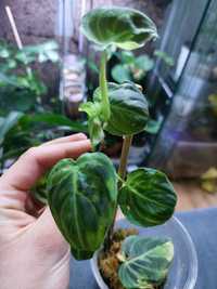 Philodendron melanochrysum variegata