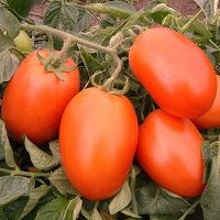 Nasiona Pomidora Galilea 1 tys !