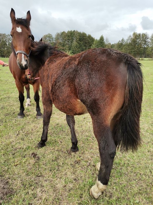 Ogierki śląskie odsadki
