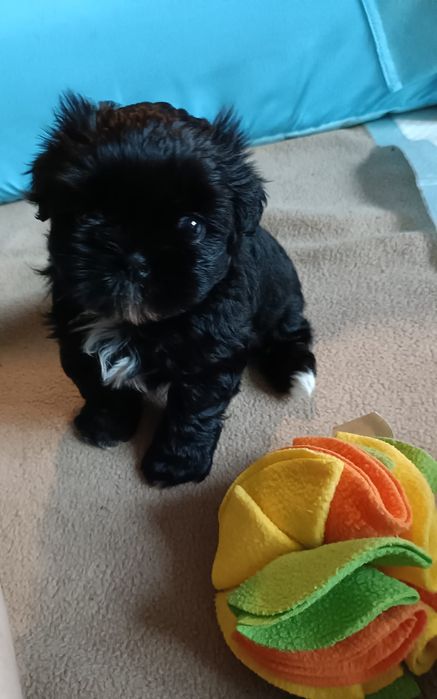 Śliczna dziewczynka  shih-tzu