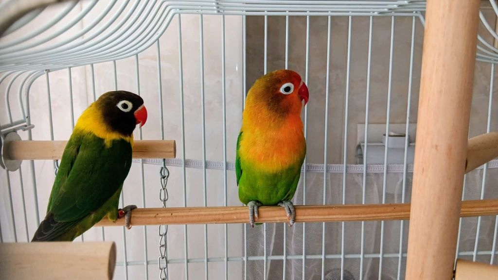 Gaiola assesorios e dois pássaros