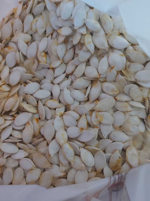 Продам насіння гарбузове