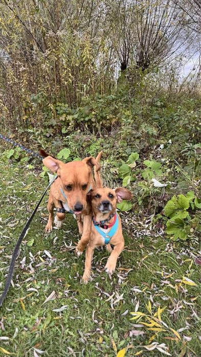 Pigmej i Platon szukają wspólnego domku