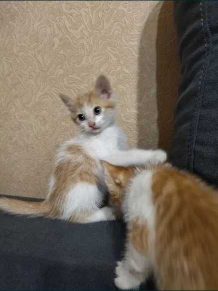 Грайливі кошенята