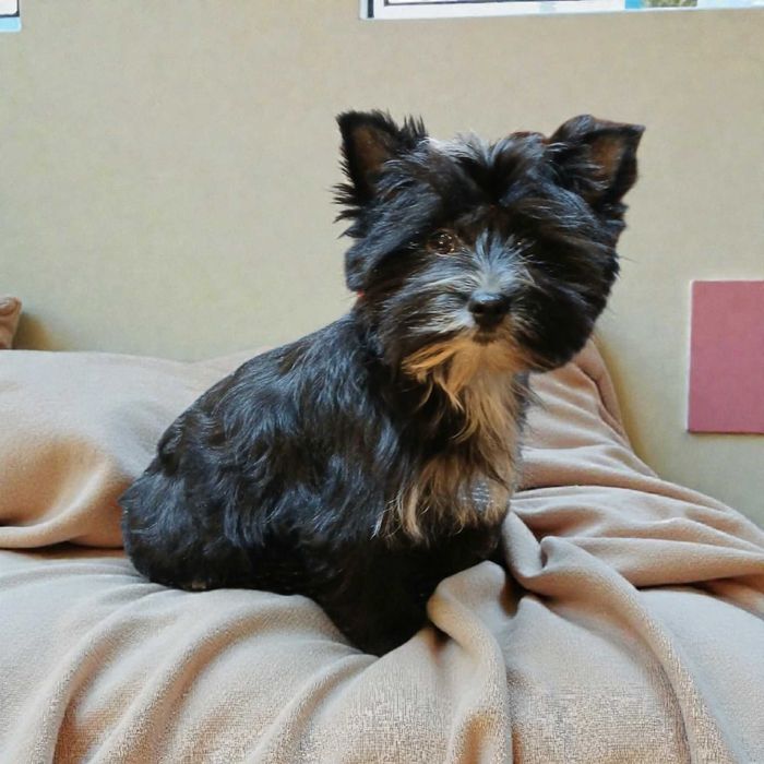 Yorkshire terrier chłopczyk Hugo