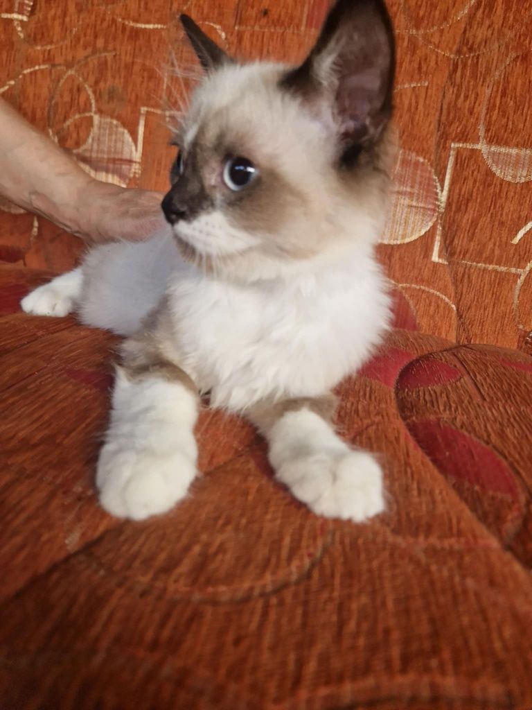 Ragdoll kocurek rag 4msc