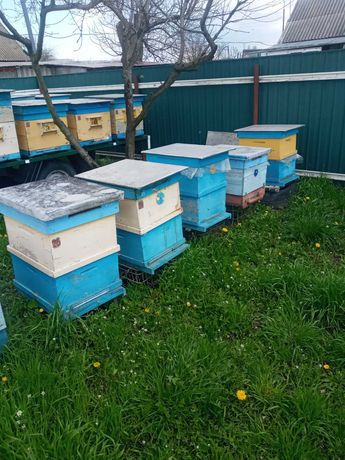 Продам бджлосімї пасіка вулики з бджолами
