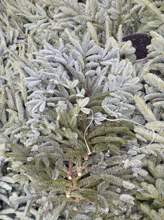 Gałęzie nobilis pierwszy gatunek