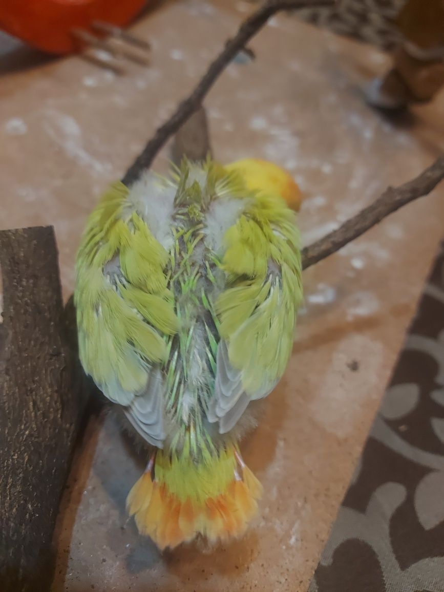 Agapornis domesticado