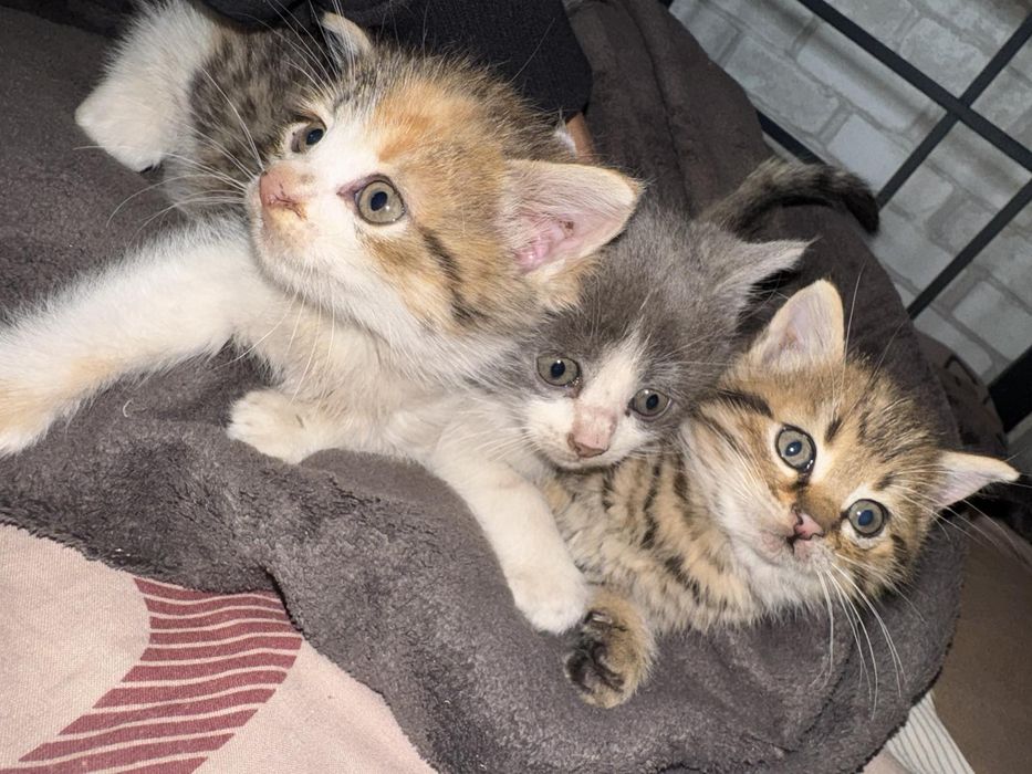 Віддам безкоштовно :) котиків :)