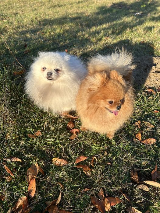 Carmen szpic pomeranian