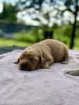 Golden Retriever*Ciemnozłoty*Rodowód*