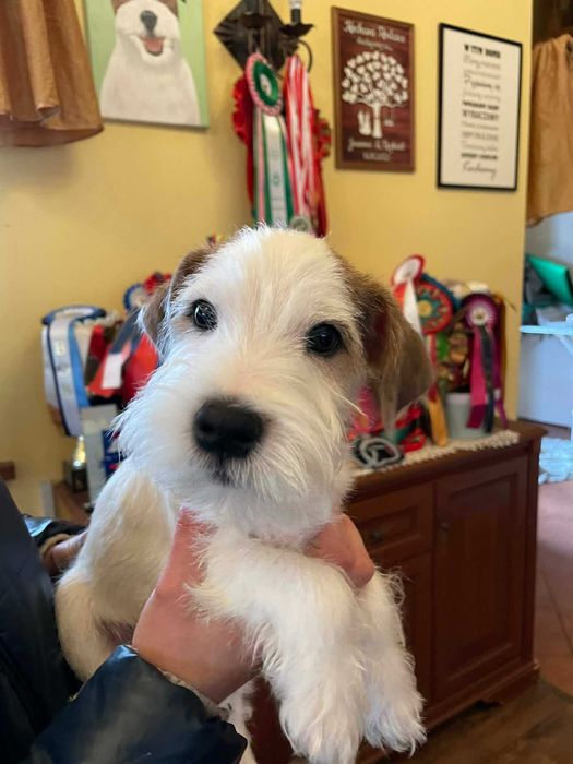 Parson Russell Terrier-piekny maluch na wystawy i dla rodziny