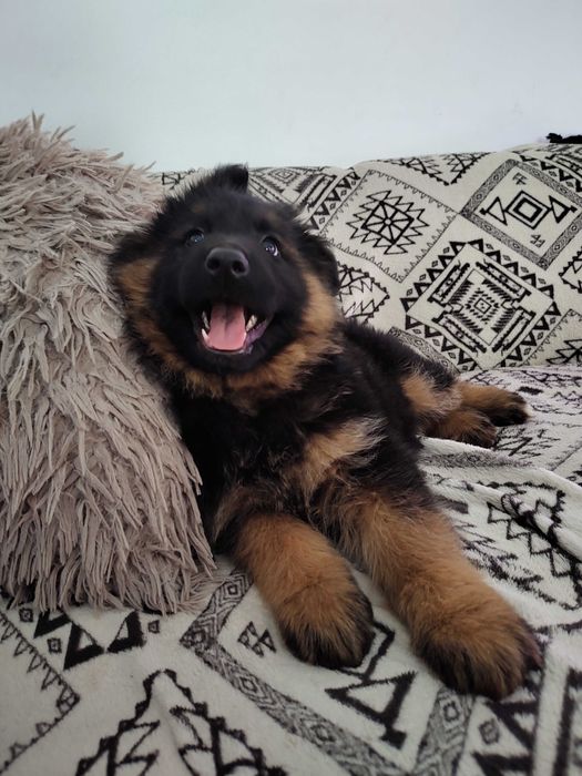 Owczarek Niemiecki Suczka