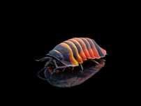 Izopody Ardentiella [ ex. Merulanella ] sp. Ember Bee