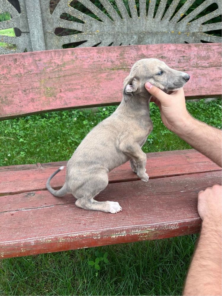 Psy w typie charty greyhound