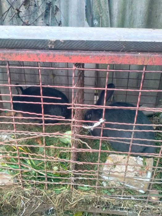 Króliki do hodowli lub tuszki