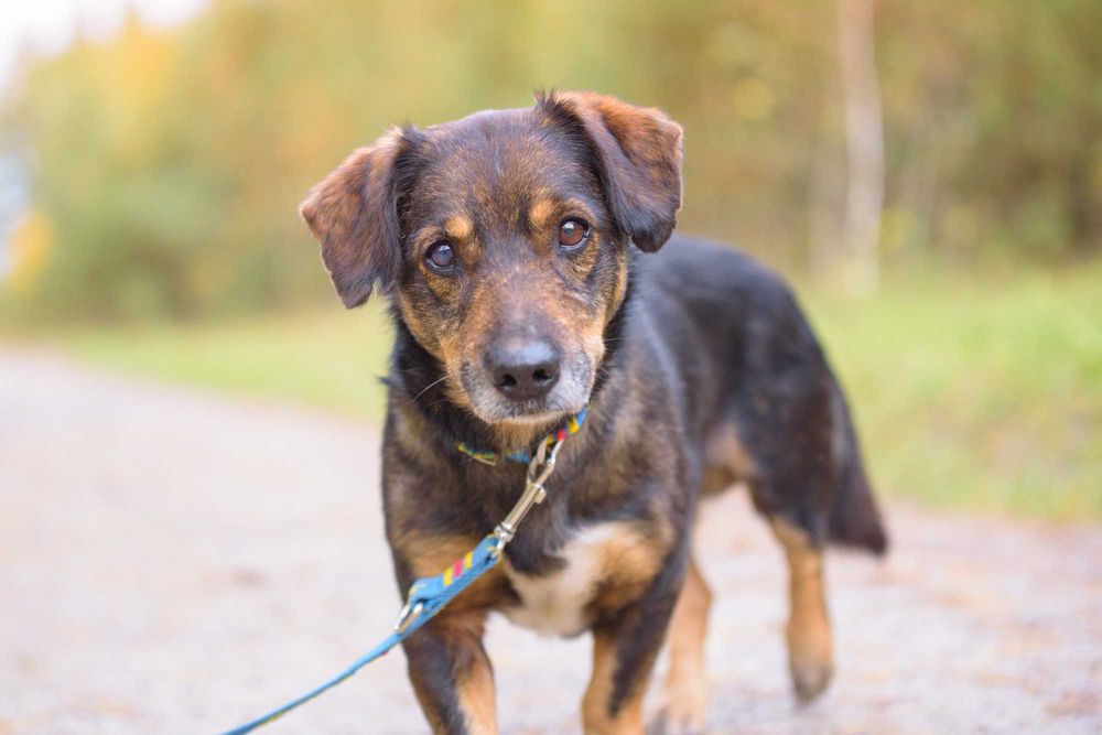 STEFEN - łagodny spokojny pies na tropie dobrego domu