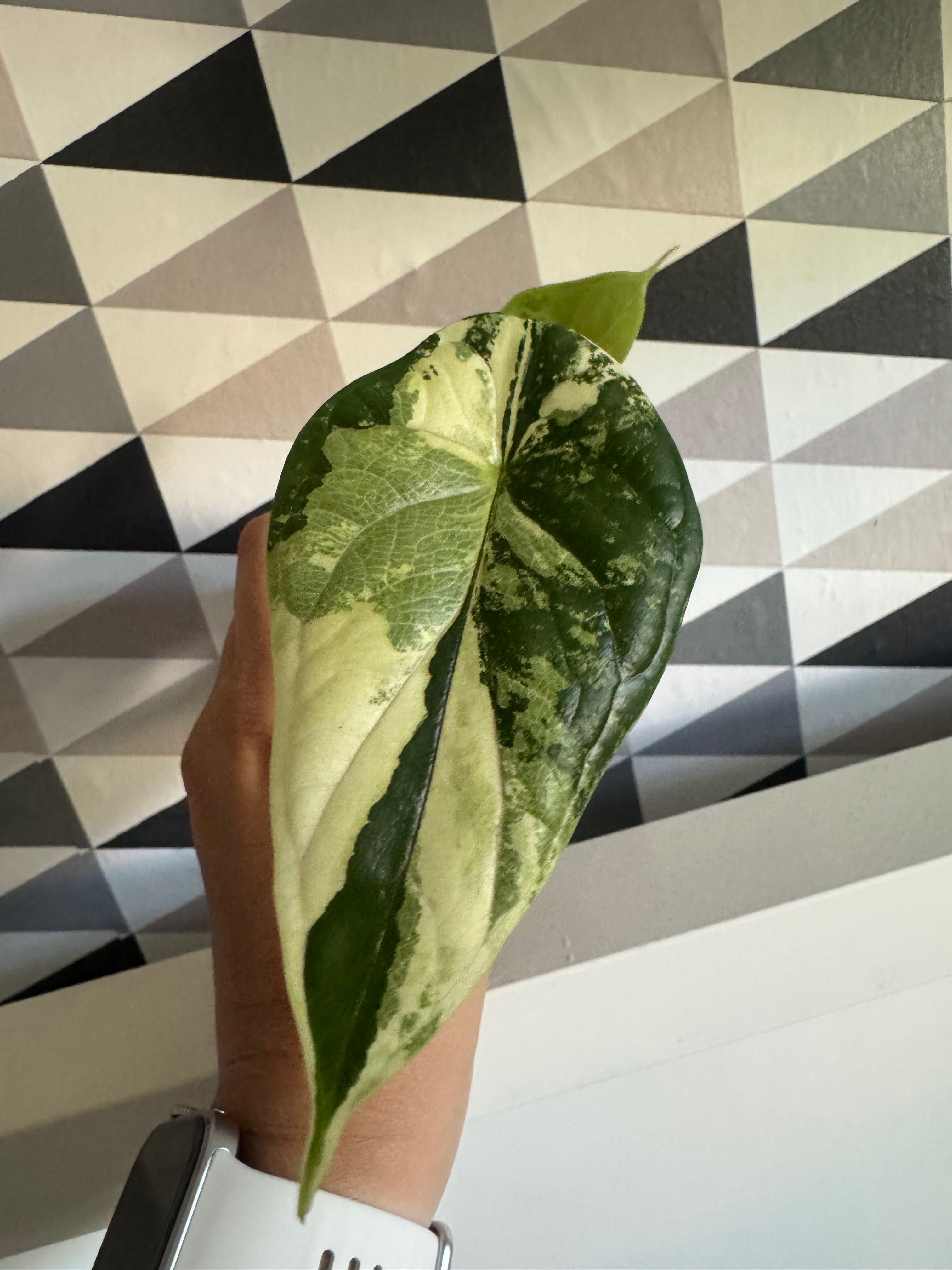 Alocasia Alokazja Dragon Scale Variegata 2 liście cudne wybarwienie