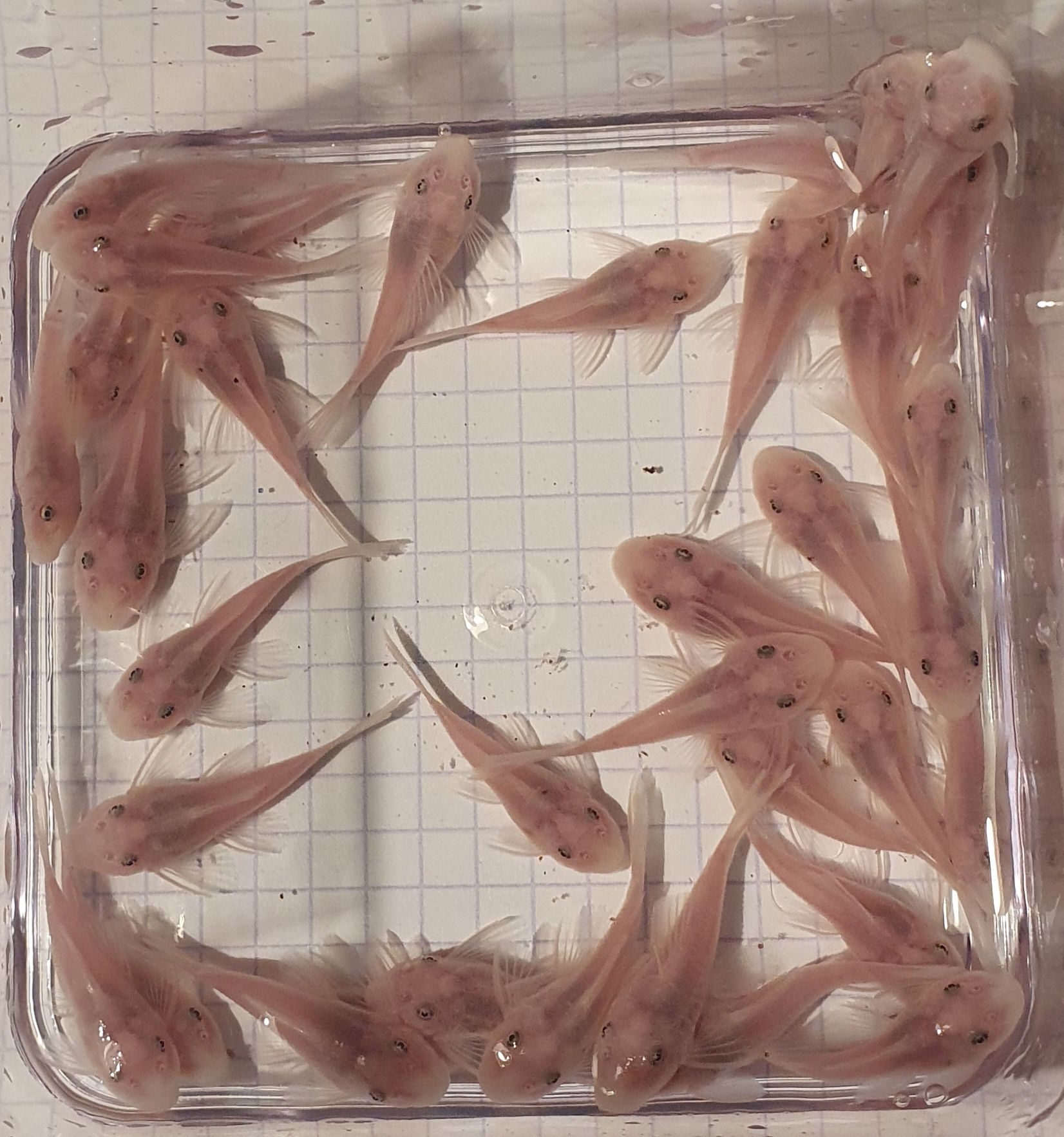 Ancistrus Snow White krótka płetwa Wysyłka Zbrojnik Glonojad