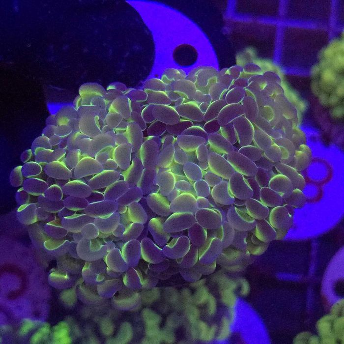 Euphyllia Paraancora Hologram 2 głowy