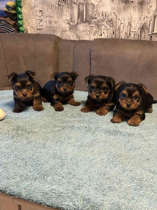 Продам міні Йорків